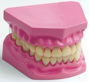 人体模型シリーズ　口腔内模型(歯)